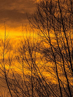 udsigt, bladløse træer, daggry, solopgang solnedgang, solnedgang, træ, skyer, himmel, solopgang, solnedgang, træ sol, nat, måne, mørke, romantisk, humør, halvmånen, astronomi, måneskin, nattehimmel, baggrund, natur, nat fotografi, aften, jord, træ, plante del, silhuet, orange farve, scenics - natur, ingen mennesker, sky - himmel, skønhed i naturen, ro, plante, rolig scene, gul, bare træ, afdeling, idyllisk, udendørs, dramatisk himmel, ikke-urbane scene, 4K, CC0, offentligt domæne, royaltyfrie