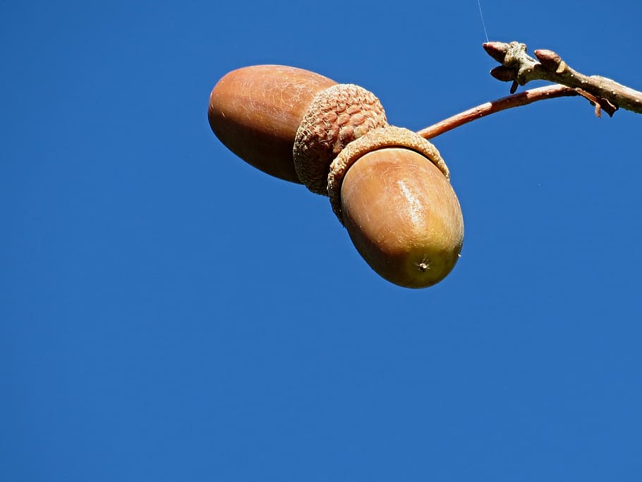 Eicheln, Eiche, Obst, Baum, Natur, Baumfrucht, Herbst, Früchte, Eichenfrucht, Laubbaum, Ast, braun, ein Tier, Insekt, Blau, Tierthemen, Tiere in freier Wildbahn, keine Leute, Tierwelt, Nahansicht, klarer Himmel, Tag, kopieren sie platz, Himmel, Flachwinkelansicht, Tier, wirbellos, draußen, Essen und Trinken, Sonnenlicht, Spaß, sonnig, in der Luft, 4K