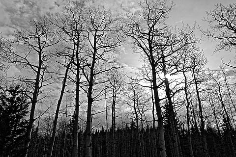 Bäume, Wald, Sonnenlicht, Waldbäume, Landschaft, Umgebung, Geäst, Natur, still, Tageslicht, Baum, keine Leute, Tag, Fokus auf den Vordergrund, Pflanze, Schönheit in der Natur, Himmel, Land, Ruhe, Baumstamm, Flachwinkelansicht, Kofferraum, Szenen - Natur, ruhige Szene, Wachstum, Ast, Nicht-städtische Szene, Silhouette, draußen, Kiefernwald, Nadelbaum, 5K, CC0, gemeinfrei, lizenzfrei