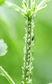 greenfly, afide, piccolo, macro, natura, pianta, colore verde, avvicinamento, estate, freschezza, crescita, nessuno, bellezza nella natura, giorno, messa a fuoco selettiva, all'aperto, concentrarsi sulle conoscenze acquisite, fragilità, foglia, vulnerabilità, stelo vegetale, la tranquillità, parte vegetale, fiore, agricoltura, sepalo, 4K, CC0, dominio pubblico, privo di copyright