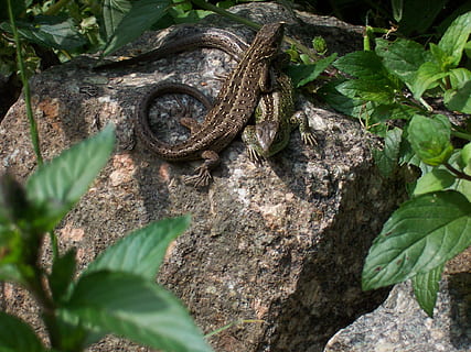 zauneidechse, Eidechse, Reptil, Tiere, Natur, Paar, Tiere in freier Wildbahn, Tierwelt, ein Tier, Tierthemen, Tier, Pflanze, Pflanzenteil, Blatt, keine Leute, Tag, grüne Farbe, Baum, Nahansicht, Wirbeltier, High Angle View, draußen, Schlange, 1080P, CC0, gemeinfrei, lizenzfrei