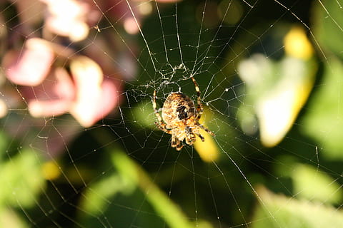 girar, aranha de jardim, hortênsia, teia de aranha, fragilidade, aracnídeo, animal, temas animais, invertebrado, artrópode, aranha, um animal, animais selvagens, animais em estado selvagem, fechar-se, inseto, vulnerabilidade, focar em primeiro plano, sobrevivência, ninguém, natureza, parte do corpo animal, foco seletivo, ao ar livre, complexidade, rede, perna de animal, 4K, CC0, domínio público, royalty free