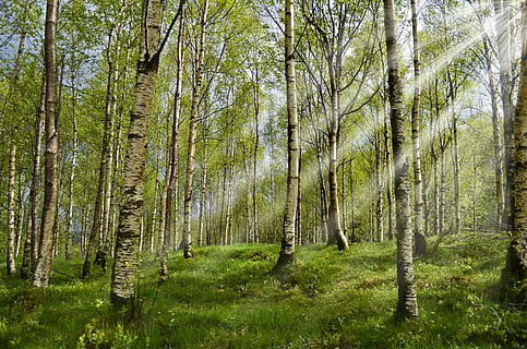træstrenger, Skov, birk, forår, solstråle, allergi, allergi-, allergi udløser, høfeber, pollen, log, stamme, sommer, eng, grøn, natur, hvile, lempelse, frisk, vandring, vandretur, norge, ødemark, gå, skovbrug, græs, flåter, træ, grøn farve, fyrretræ, træstamme, udendørs, ingen mennesker, vækst, dag, plante, jord, skønhed i naturen, ro, bagagerum, rolig scene, scenics - natur, ikke-urbane scene, frodig løv, miljø, bambus - plante, nåletræ, 1080P, CC0, offentligt domæne, royaltyfrie