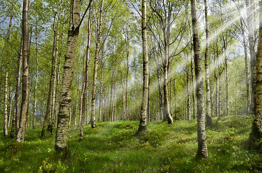 filaments d’arbres, bosc, bedoll, primavera, raig de sol, al·lèrgia, al·lèrgia-, al·lèrgics, febre del fenc, pol·len, registre, tribu, estiu, prat, verd, naturalesa, descans, relaxació, fresc, senderisme, caminada, noruega, desert, caminar, silvicultura, herba, paparres, arbre, color verd, pi, tronc de l'arbre, a l'aire lliure, cap gent, creixement, dia, planta, terra, bellesa a la natura, tranquil·litat, tronc, escena tranquil·la, escenics - natura, escena no urbana, exuberant fullatge, medi ambient, bambú - planta, arbre de coníferes, 1080P