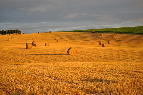 blat, camp, palla, corró, collita, blat, camp, agricultura, cultures, blat dur, cereals, temes d'animals, animals a la natura, paisatge, naturalesa, cap gent, terra, medi ambient, cel, escenics - natura, granja, escena rural, bellesa a la natura, planta, bala, escena tranquil·la, fenc, núvol - cel, tranquil·litat, horitzó sobre la terra, a l'aire lliure, 4K, CC0, domini públic, lliure de regalies