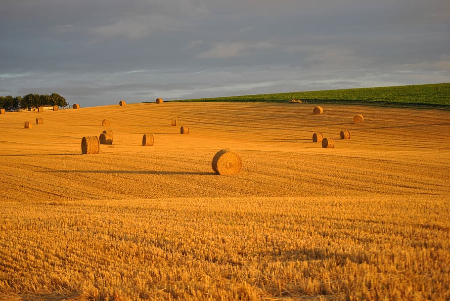 blat, camp, palla, corró, collita, blat, camp, agricultura, cultures, blat dur, cereals, temes d'animals, animals a la natura, paisatge, naturalesa, cap gent, terra, medi ambient, cel, escenics - natura, granja, escena rural, bellesa a la natura, planta, bala, escena tranquil·la, fenc, núvol - cel, tranquil·litat, horitzó sobre la terra, a l'aire lliure, 4K