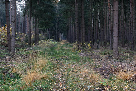 bosc, camí forestal, naturalesa, Turingia Alemanya, lluny, arbres, humor, parcs, paisatge, senderisme, descans, solitud del bosc, terra, planta, arbre, creixement, tranquil·litat, tronc de l'arbre, tronc, cap gent, bellesa a la natura, dia, escena no urbana, herba, escena tranquil·la, escenics - natura, a l'aire lliure, camp, bosc de pi, bambú - planta, ruta, 4K, CC0, domini públic, lliure de regalies