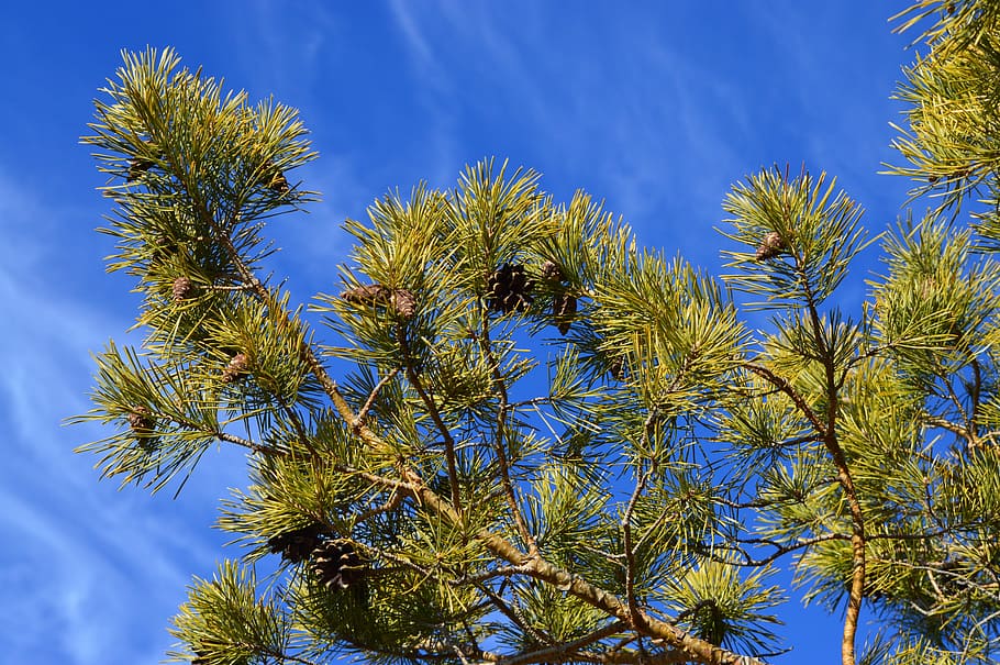 abete, albero, aghi, natura, abete, albero, verde, conifero, ambiente, rami d'albero, abete rosso, legna, sempreverde, pigna, cielo, blu, crescita, pianta, Inquadratura dal basso, bellezza nella natura, nessuno, colore verde, giorno, la tranquillità, all'aperto, nuvola - cielo, luce del sole, ramo, Pino, clima tropicale, foglia, albero di conifere, foglia di palma, 5K