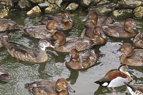 ænder, duck dam, tråd, rod, vand fugl, kunstig andedam, svømme, fjerkræ, vanddyr, geflügelhof, gård, dyreliv fotografering, vand, dyreliv, stor gruppe dyr, dyr i naturen, dyre temaer, dyr, gruppe af dyr, sø, hvirveldyr, ingen mennesker, høj vinkel visning, dag, natur, svømning, fugl, havnefronten, and, klippe, flok af fugle, planteædende, dyre familie, 2K, CC0, offentligt domæne, royaltyfrie