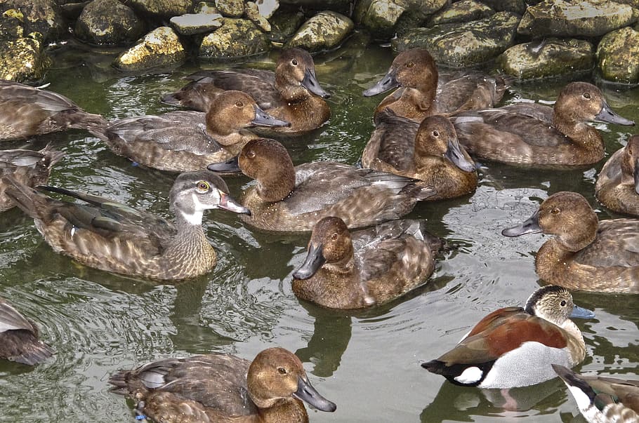 ænder, duck dam, tråd, rod, vand fugl, kunstig andedam, svømme, fjerkræ, vanddyr, geflügelhof, gård, dyreliv fotografering, vand, dyreliv, stor gruppe dyr, dyr i naturen, dyre temaer, dyr, gruppe af dyr, sø, hvirveldyr, ingen mennesker, høj vinkel visning, dag, natur, svømning, fugl, havnefronten, and, klippe, flok af fugle, planteædende, dyre familie, 2K