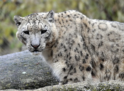 zoo, hellabrunn, snow leopard, animal wildlife, animals in the wild, mammal, one animal, portrait, big cat, feline, day, no people, nature, spotted, close-up, rock, cat, solid, focus on foreground, outdoors, cheetah, 2K, CC0, public domain, royalty free