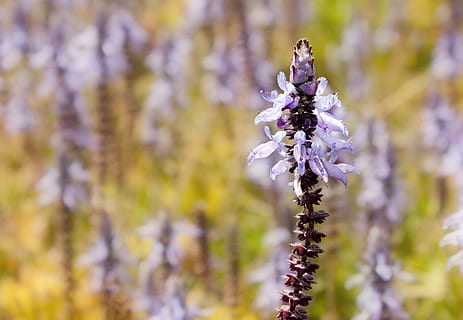 bloom, violet, spring, natural, flower, flowering plant, plant, vulnerability, fragility, freshness, growth, beauty in nature, close-up, purple, focus on foreground, nature, petal, day, no people, lavender, selective focus, springtime, blossom, botany, flower head, outdoors, 2K, CC0, public domain, royalty free