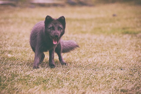medio-rivestito, nero, cane, giocando, verde, campo, fotografia naturalistica, grigio, animale, campo d'erba, Volpe nera, animali domestici, erba, canino, mammifero, carina, all'aperto, Marrone, natura, cane di razza, giovane animale, temi animali, un animale, guardando la fotocamera, vertebrato, domestico, terra, nessuno, messa a fuoco selettiva, giorno, pianta, fauna selvatica, aggressione, 5K, CC0, dominio pubblico, privo di copyright