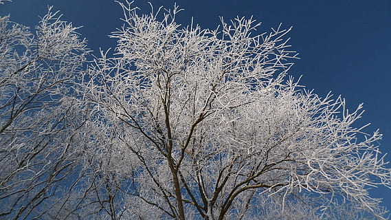 winter, snow, wintry, white, tree, cold, landscape, nature, snowy, plant, cold temperature, branch, bare tree, no people, beauty in nature, sky, low angle view, blue, clear sky, tranquility, growth, day, frozen, outdoors, ice, dead plant, pine tree, coniferous tree, pine woodland, 1080P, CC0, public domain, royalty free