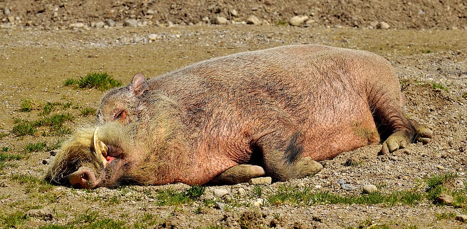 salvatge, senglar, estirat, sòl, dormir, relaxat, preocupacions, porc, sembra, truges, zoo, porc senglar, naturalesa, hauer, descans, fatiga, masculí, tierpark hellabrunn, mamífer, animal, temes d'animals, fauna animal, animals a la natura, cap gent, vertebrats, un animal, terra, relaxació, dia, camp, llum solar, a l'aire lliure, marró, musell, 5K