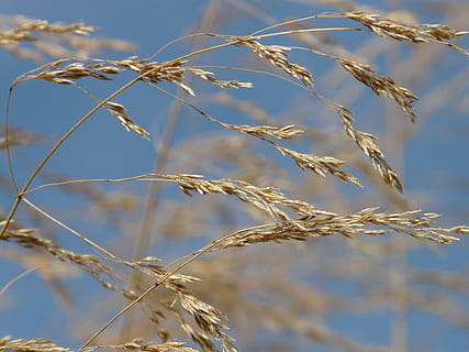Gras, Wind, Schlag, flattern, trocken, Saat, komprimiertes Wiesengras, poa compressa, platt halm panicle, flaches Wiesengras, Bluegrass, Lakritze, Poaceae, getrocknet, Getreidepflanze, Landwirtschaft, Pflanze, Natur, keine Leute, Feld, Fokus auf den Vordergrund, Wachstum, Nahansicht, Tag, Schönheit in der Natur, Ernte, Sonnenlicht, draußen, Pflanzenstamm, Ruhe, ländliche Szene, Landschaft, selektiver Fokus, Stiel, 2K, CC0, gemeinfrei, lizenzfrei