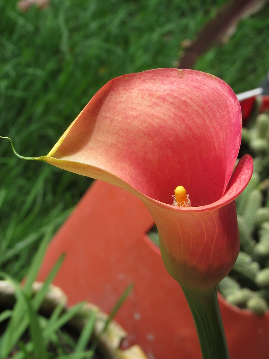 calla, květ, Červené, romantický, Příroda, rostlina, svěžest, detail, růst, krása v přírodě, křehkost, kvetoucí rostlina, zranitelnost, okvětní lístek, květenství, květu hlavy, zaměřit se na popředí, den, nikdo, calla lily, venku, 4K