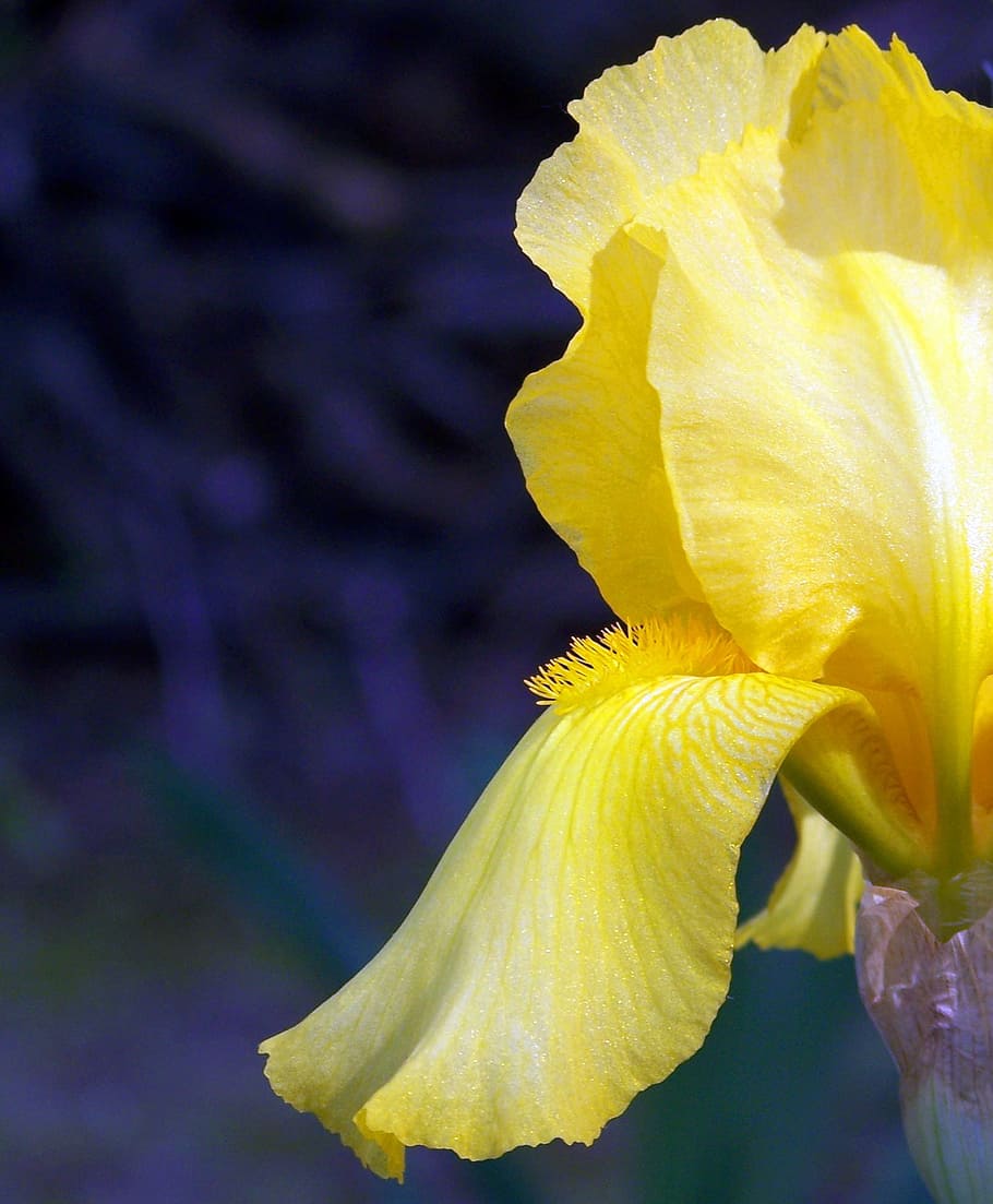 iris, giallo, fiore, primavera, fiorire, fioritura, petalo, macro, flora, floreale, pianta fiorita, bellezza nella natura, fragilità, vulnerabilità, pianta, infiorescenza, testa di fiore, freschezza, avvicinamento, crescita, natura, nessuno, concentrarsi sulle conoscenze acquisite, all'aperto, polline, giorno, iris - pianta, 1080P