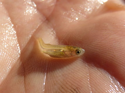 poisson, alevín, rivière, main, minuscule, un animal, thèmes animaux, la faune des animaux, animaux à l'état sauvage, reptile, fermer, partie du corps humain, main humaine, une personne, vertébré, partie du corps, la nature, lézard, en portant, œil, journée, eau, doigt, oeil d'animal, 1080P, CC0, domaine public, libre de droits