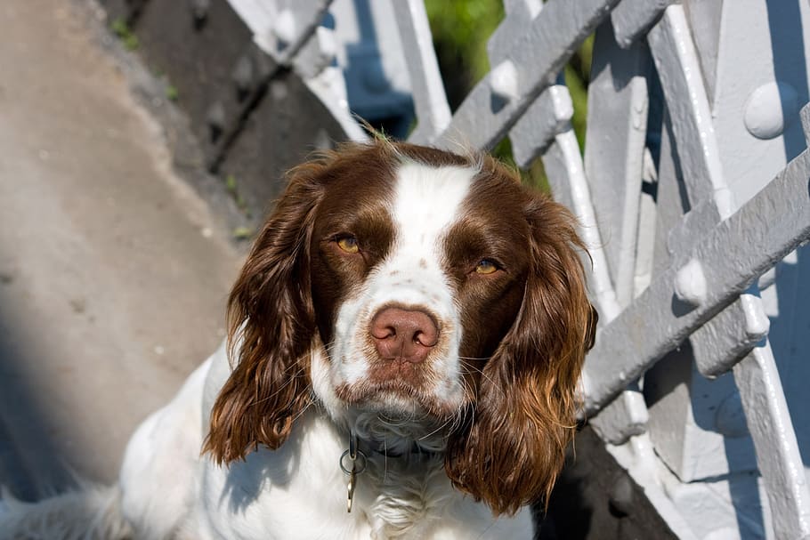 gos, spaniel, springer, springer spaniel, springer spaniel anglès, caní, mascota, animal, bonic, primer pla, retrat, cap, un animal, mamífer, nacional, mascotes, animals domèstics, mirant la càmera, vertebrats, dia, vista d’angle alt, gent, centrar-se en primer pla, a l'aire lliure, llum solar, part del cos dels animals, nas animal, musell, 1080P