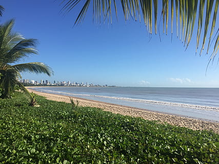 strand, recife, elront, víz, tenger, növény, pálmafa, szépség a természetben, trópusi éghajlat, föld, fa, ég, nyugalom, nyugodt jelenet, festmények - természet, természet, növekedés, horizont felett víz, nap, horizont, idillikus, nem ember, pálmafa levél, szabadban, kókusz pálmafa, trópusi fa, 2K, CC0, közkincs, jogdíjmentes