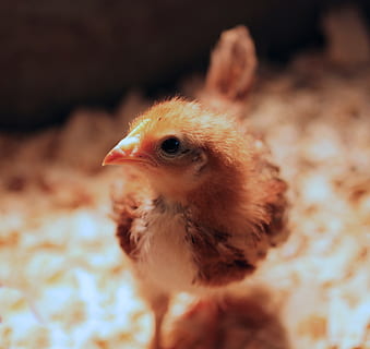 Kirsche Egger, Ostern, Feder, Küken, Wärme Lampe, Baby, Bauernhof, Geflügel, Nahansicht, Schnabel, Augen, Vogel, Tierthemen, Tier, junger Vogel, Vieh, Hühnchen - Vogel, Wirbeltier, Jungtier, inländisch, Haustiere, Säugetier, keine Leute, Fokus auf den Vordergrund, ein Tier, drinnen, Natur, Tierfamilie, Tierauge, 2K, CC0, gemeinfrei, lizenzfrei