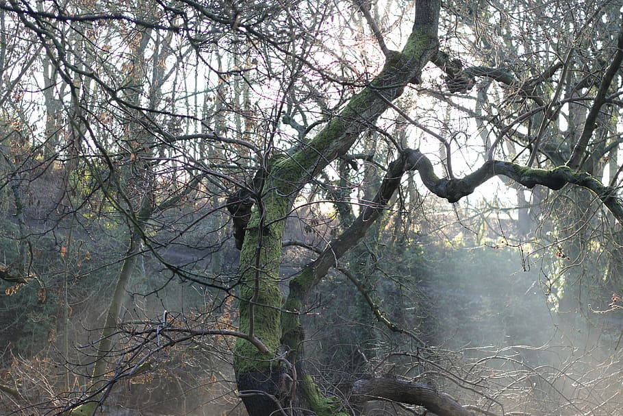 Forrest, arbre, sol, natural, bosc, estiu, fullatge, medi ambient, temporada, llum solar, cel, branca, planta, naturalesa, dia, terra, bellesa a la natura, tranquil·litat, arbre nu, creixement, cap gent, tronc de l'arbre, tronc, escenics - natura, a l'aire lliure, escena tranquil·la, vista d’angle baix, escena no urbana, aigua, 5K