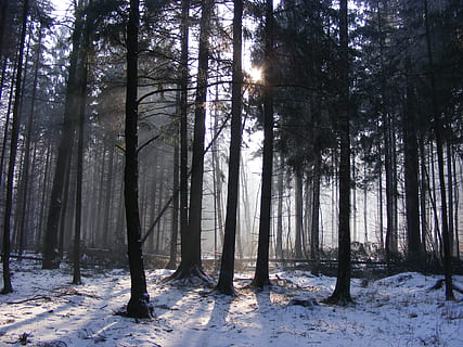 pădure, iarnă, zăpadă, copaci, îngheţ, peisaj, dimineaţă, triburi, singuratic, copac, teren, plantă, temperatura rece, liniște, trompă, trunchi de copac, frumusețe în natură, natură, o scenă liniștită, nici o persoana, scenă non-urbană, creştere, zi, camp, în aer liber, Streaming, 2K, CC0, domeniu public, fără drepturi de autor