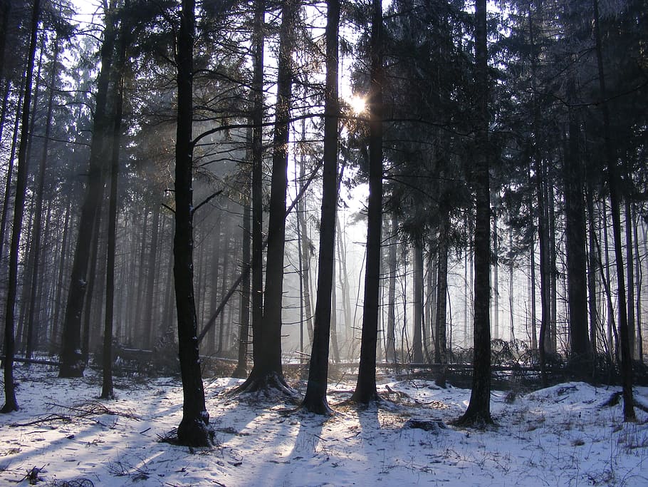 bosc, hivern, neu, arbres, gelades, paisatge, al matí, tribus, solitari, arbre, terra, planta, temperatura de fred, tranquil·litat, tronc, tronc de l'arbre, bellesa a la natura, naturalesa, escena tranquil·la, cap gent, escena no urbana, creixement, dia, camp, a l'aire lliure, streaming, 2K