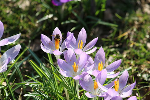safrà, abella, primavera, recollir pol len, flors de primavera, planta amb flors, flor, planta, frescor, bellesa a la natura, fragilitat, vulnerabilitat, pètal, porpra, creixement, cap de flor, primer pla, naturalesa, inflorescència, dia, cap gent, animals a la natura, temes d'animals, animal, un animal, iris, pol·len, polinització, 5K, CC0, domini públic, lliure de regalies