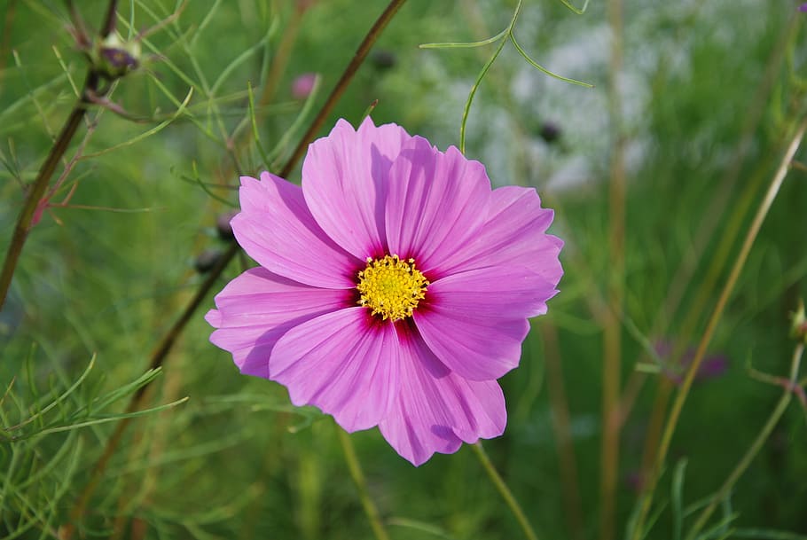 flor, macro, primer pla, parc, setembre, naturalesa, planta amb flors, planta, frescor, bellesa a la natura, color rosa, fragilitat, pètal, inflorescència, cap de flor, creixement, flor del cosmos, vulnerabilitat, pol·len, centrar-se en primer pla, cap gent, dia, porpra, 4K