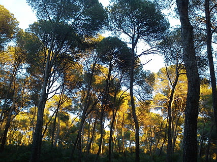 pins, arbres, mallorca, paisatge, fresc, fusta, bosc, naturalesa, espanya, mediterrani, arbre, tardor, full, groc, a l'aire lliure, llum solar, temporada, branca, planta, creixement, bellesa a la natura, tranquil·litat, terra, tronc de l'arbre, tronc, cap gent, vista d’angle baix, cel, escenics - natura, dia, escena tranquil·la, escena no urbana, canvi, copa de l'arbre, arbre de coníferes, 2K, CC0, domini públic, lliure de regalies