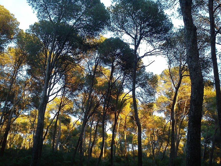 pins, arbres, mallorca, paisatge, fresc, fusta, bosc, naturalesa, espanya, mediterrani, arbre, tardor, full, groc, a l'aire lliure, llum solar, temporada, branca, planta, creixement, bellesa a la natura, tranquil·litat, terra, tronc de l'arbre, tronc, cap gent, vista d’angle baix, cel, escenics - natura, dia, escena tranquil·la, escena no urbana, canvi, copa de l'arbre, arbre de coníferes, 2K