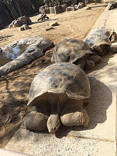 Galapagos, Schildkröte, Schale, groß, Tier, Tierwelt, wild, Riese, tropisch, alt, enorm, schleppend, uralt, Pazifik, National, Sicht, Grün, Heiligtum, friedlich, Land, Meer, ecuador, Spezies, gefährdet, Sonnenlicht, Reptil, Rock, Rock - Objekt, keine Leute, Natur, Tiere in freier Wildbahn, solide, Tag, Tierthemen, Wirbeltier, High Angle View, Sand, draußen, Strand, Schildpatt, Marine, 2K, CC0, gemeinfrei, lizenzfrei