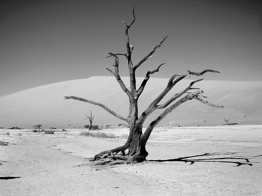 gris, fotografia a escala, nua, arbre, desert, escala de grisos, fotografia, dunes, mar dunar, estètic, kahl, sec, sorra, pegats, sequera, arbre nu, clima àrid, paisatge, naturalesa, branca, planta, cel, tranquil·litat, escenics - natura, tronc, medi ambient, tronc de l'arbre, cap gent, planta morta, escena tranquil·la, terra, remot, bellesa a la natura, dia, escena no urbana, a l'aire lliure, clima, aïllat, 2K