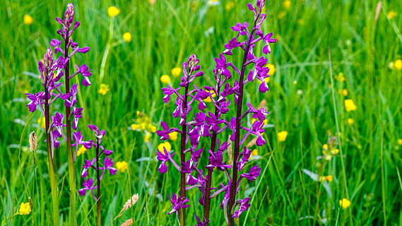 Blume, Prado, Frühling, wilde Blumen, Prärie, blühende Pflanze, Pflanze, Schönheit in der Natur, Wachstum, Frische, Verletzlichkeit, Zerbrechlichkeit, lila, Feld, grüne Farbe, Natur, Land, Nahansicht, Gras, keine Leute, Fokus auf den Vordergrund, Tag, Blütenstand, Blütenblatt, Blütenkopf, draußen, Blumenbeet, Lavendel, Gartenarbeit, 5K, CC0, gemeinfrei, lizenzfrei