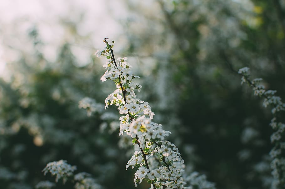 bílý květ rostlin, bílý, květy klastrů, detailní, fotografie, heliotrope, květiny, během dne, detailní fotografie, větev, květ, Příroda, rostlina, strom, detail, sezóna, venku, jaro, svěžest, zimní, les, rozostření, nikdo, pozadí, zelená barva, krása v přírodě, den, růst, kvetoucí rostlina, křehkost, zranitelnost, bílá barva, zaměřit se na popředí, selektivní zaměření, květu hlavy, Třešňový květ, třešeň, 4K