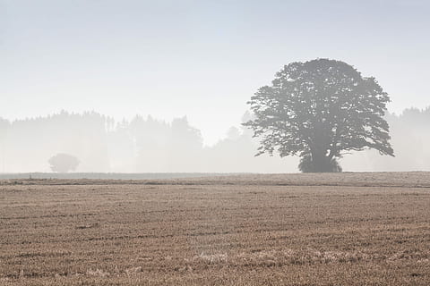 træ, arable, field, landskab, Skov, dyrkbar, Mark, landbrug, efterår, Morgenstimmung, tåge, natur, ingen mennesker, plante, jord, miljø, ro, rolig scene, scenics - natur, skønhed i naturen, himmel, landlige scene, dag, vækst, græs, ikke-urbane scene, udendørs, 4K, CC0, offentligt domæne, royaltyfrie