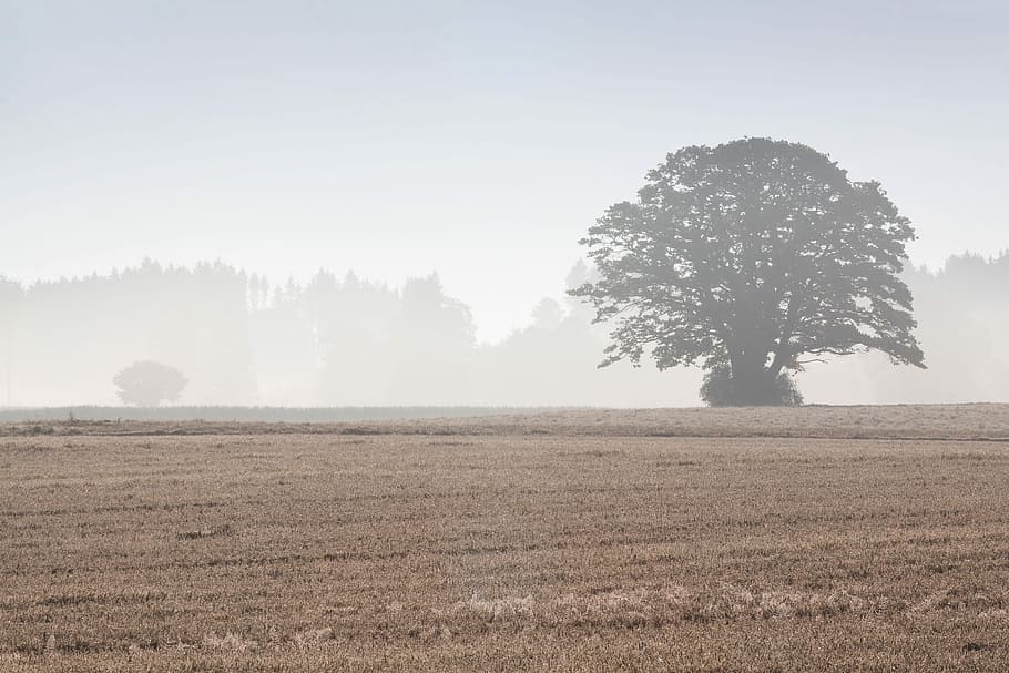 træ, arable, field, landskab, Skov, dyrkbar, Mark, landbrug, efterår, Morgenstimmung, tåge, natur, ingen mennesker, plante, jord, miljø, ro, rolig scene, scenics - natur, skønhed i naturen, himmel, landlige scene, dag, vækst, græs, ikke-urbane scene, udendørs, 4K