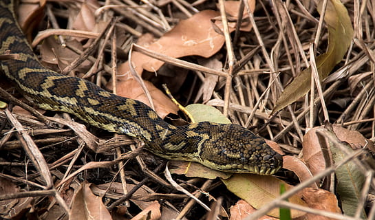 covor piton, şarpe, piton, cap, a închide, ochi, negru, galben, model, camuflaj, Australia, queensland, piele, sălbatic, animale tematice, animal, târâtoare, animale sălbatice, animale vertebrate, animale în sălbăticie, un animal, plantă, natură, nici o persoana, copac, teren, partea corpului animalului, parte a plantelor, frunze, pe scara animalelor, zi, otrăvitor, stick - parte a plantelor, 2K, CC0, domeniu public, fără drepturi de autor