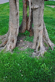 Olivenbaum, Log, Olivenwurzel, Strukturen, knotig, alter Baum, Garda, Malcesine, Italien, Pflanze, Kofferraum, Baumstamm, Baum, Land, Gras, Wachstum, Natur, grüne Farbe, Feld, Tag, keine Leute, Schönheit in der Natur, Ruhe, draußen, Wald, Park, Landschaft, Borke, Umgebung, 2K, CC0, gemeinfrei, lizenzfrei