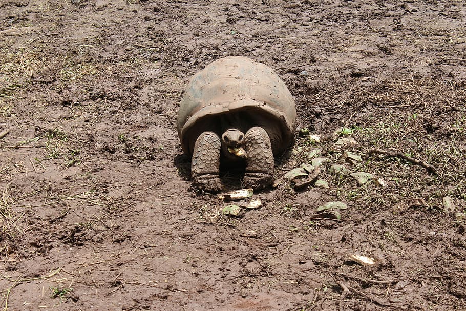 animals, tortuga, rèptil, un animal, dia, cap gent, a l'aire lliure, naturalesa, primer pla, temes d'animals, animal, terra, camp, vertebrats, fauna animal, animals a la natura, brutícia, mamífer, vista frontal, vista d’angle alt, fang, 5K