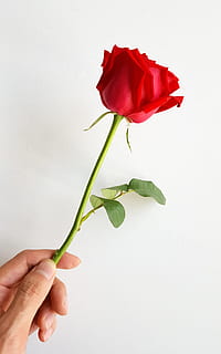 persona, participación, rojo, Rosa, Rosa roja, flor, hoja, verde, naturaleza muerta, hermoso, todo un lecho de rosas, Rocío, gotas de agua, parte del cuerpo humano, mano humana, flor rosa, mano, planta floreciendo, Fondo blanco, frescura, planta, una persona, foto de estudio, de cerca, adentro, belleza en la naturaleza, pétalo, naturaleza, fragilidad, dedo, cabeza de flor, 4K, CC0, dominio público, libre de derechos