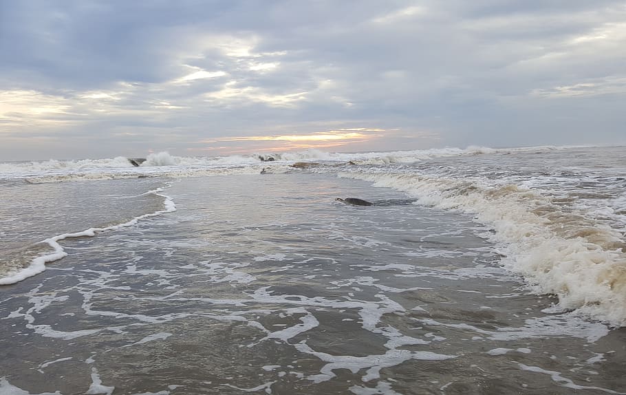 Ozean, Meer, Schildkröte, Ozeanwelle, Strand, Schwimmen, Natur, Wasser, Marine, Himmel, Welle, wolke - himmel, Szenen - Natur, Schönheit in der Natur, Bewegung, Wassersport, Surfen, Sport, Land, Ruhe, Horizont, Horizont über Wasser, Nicht-städtische Szene, draußen, Kraft in der Natur, fließendes Wasser, 4K