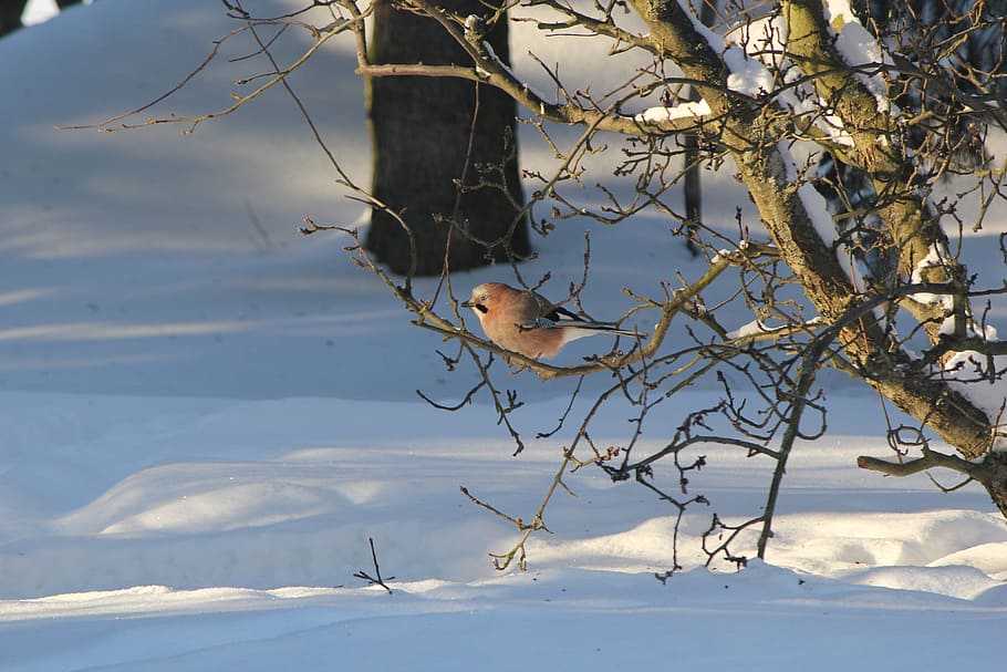 jay, hivern, neu, animal, temes d'animals, fauna animal, un animal, animals a la natura, arbre, temperatura de fred, vertebrats, ocell, planta, branca, posat, naturalesa, cap gent, dia, bellesa a la natura, cel, a l'aire lliure, 5K