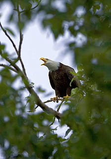 àguila calba, àguila, arbres, cel, calb, ocell, naturalesa, vida salvatge, salvatge, depredador, dom, bec, ala, plomes, majestuós, volar, criatura, fauna animal, animals a la natura, un animal, animal, temes d'animals, vertebrats, planta, posat, arbre, branca, cap gent, vista d’angle baix, dia, creixement, color verd, bellesa a la natura, enfocament selectiu, 2K, CC0, domini públic, lliure de regalies