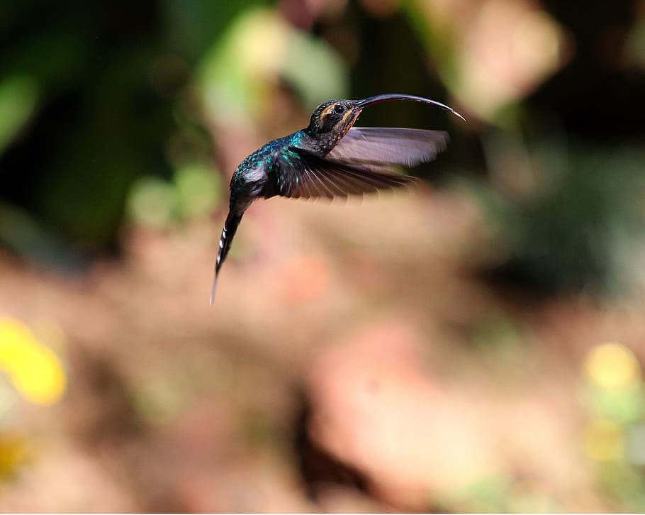 negre, verd, hamming, ocell, foto del focus, colibrí, volar, passa el ratolí, bec, naturalesa, animal, vida salvatge, ala dels animals, volant, primer pla, animals i mascotes, iridescent, bellesa a la natura, a l'aire lliure, flotant, imatge en color, un animal, animals a la natura, temes d'animals, fauna animal, vertebrats, centrar-se en primer pla, a l'aire, cap gent, ales separades, dia, planta, moviment, enfocament selectiu, batent, 4K