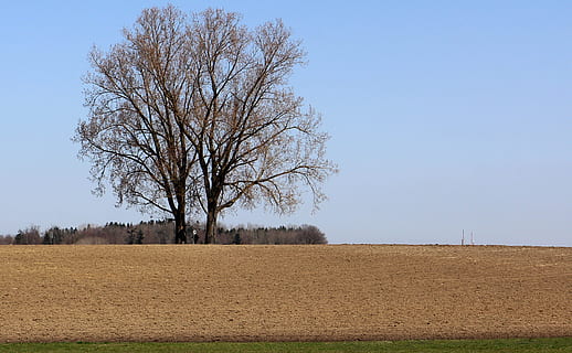 arabil, camp, copac, natură, cer, peisaj, plantă, mediu inconjurator, o scenă liniștită, teren, scenice - natura, arbore gol, frumusețe în natură, liniște, nici o persoana, ramură, agricultură, rural, cer senin, scenă non-urbană, zi, în aer liber, 2K, CC0, domeniu public, fără drepturi de autor