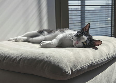 zwart, whit cat, top, grijs, gooien, hoofdkussen, zier, kat, bovenop, kussen gooien, katje, pot, licht, ochtend-, backlight, schaduw, contrast, schattig, katachtig, dier, vacht, jong, huiselijk, huisdier, wit, snorhaar, pluizig, speels, aanbiddelijk, slaap, leggen, moe, dutje, divan, binnen-, vlak, huis, één dier, dierlijke thema's, huisdieren, binnenshuis, huiskat, zoogdier, ontspanning, gewerveld, liggen, geen mensen, meubilair, resting, venster, interieur, bed, 4K, CC0, publiek domein, royaltyvrij