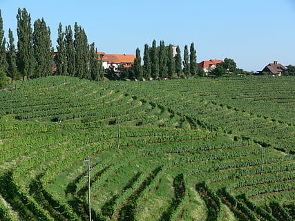 vinice, Příroda, zelená, zemědělství, hospodařit, venkovské scény, pole, Dům, oříznutí, rostlina, růst, zelená barva, přistát, krajina, nebe, scenics - příroda, životní prostředí, klidné scény, nikdo, klid, den, krása v přírodě, architektura, plantáž, venku, 2K, CC0, veřejná doména, bez autorských práv
